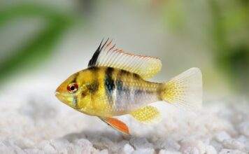 ramirezi