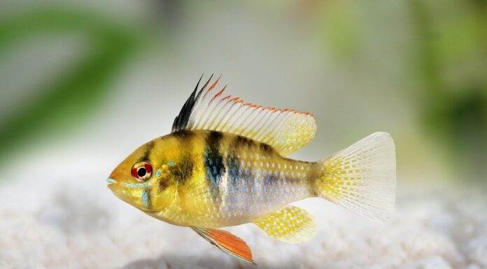 ramirezi