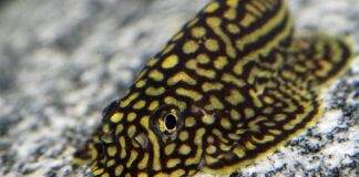 Loche léopard