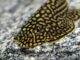 fiche du poisson Loche Leopard (Sewellia lineolata) Loche léopard
