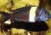 fiche du poisson Tropheus duboisi
