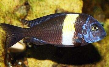 fiche du poisson Tropheus duboisi