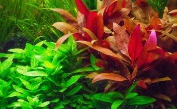 Fiche plante aquatique : Alternanthera reineckii (Alternanthère de Reineck) Alternanthère de Reineck
