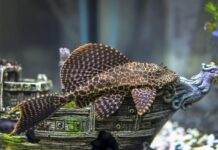 poisson Ancistrus dolichopterus