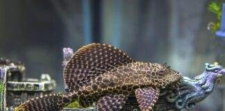 poisson Ancistrus dolichopterus