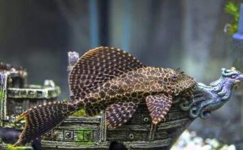 Fiche du poisson Ancistrus dolichopterus poisson Ancistrus dolichopterus