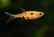 Boraras maculatus