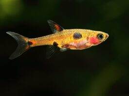 Boraras maculatus