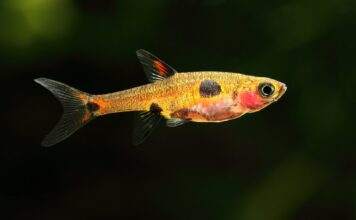 Boraras maculatus