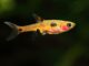 Boraras maculatus