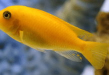 Fiche du poisson Maylandia estherae Maylandia estherae