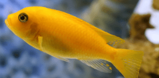 Maylandia estherae