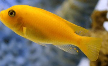 Maylandia estherae