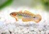 Fiche du poisson Tateurndina ocellicauda (Tateur, gobie paon) Tateurndina ocellicauda