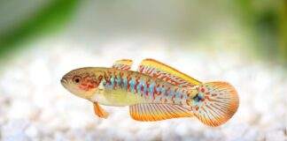 Tateurndina ocellicauda