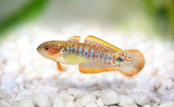 Fiche du poisson Tateurndina ocellicauda (Tateur, gobie paon) Tateurndina ocellicauda