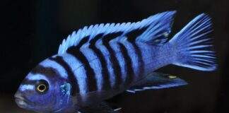poisson Cynotilapia afra