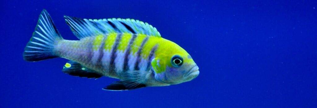 poisson Cynotilapia afra (2)