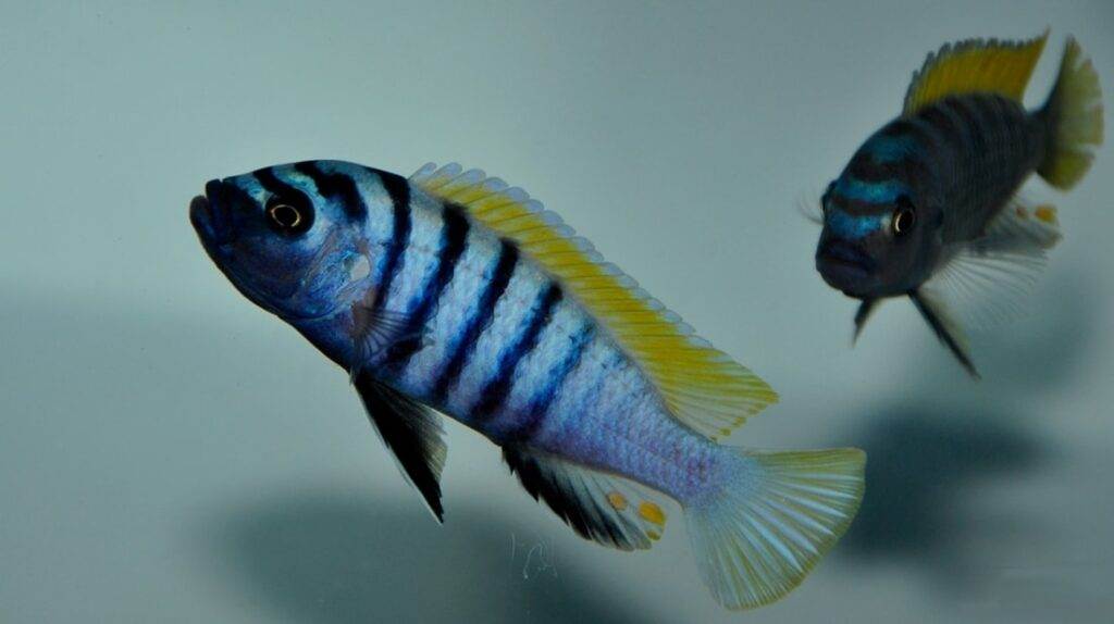 poisson Cynotilapia afra (3)