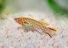 poisson Fundulopanchax gardneri 1