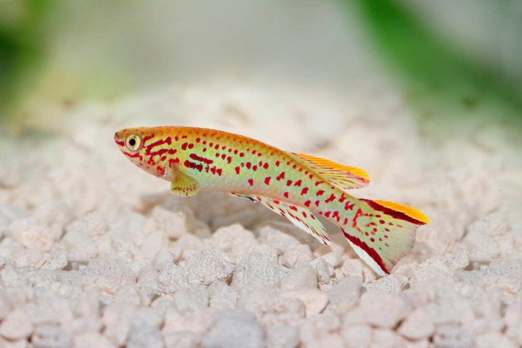 poisson Fundulopanchax gardneri 1