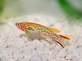 poisson Fundulopanchax gardneri 1