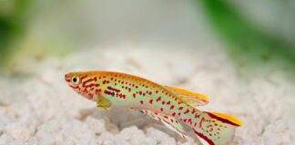 poisson Fundulopanchax gardneri 1