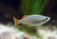 poisson Melanotaenia praecox