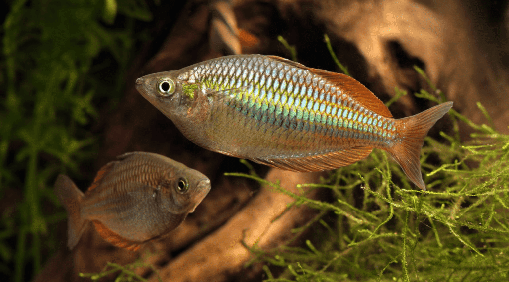 poisson Melanotaenia praecox