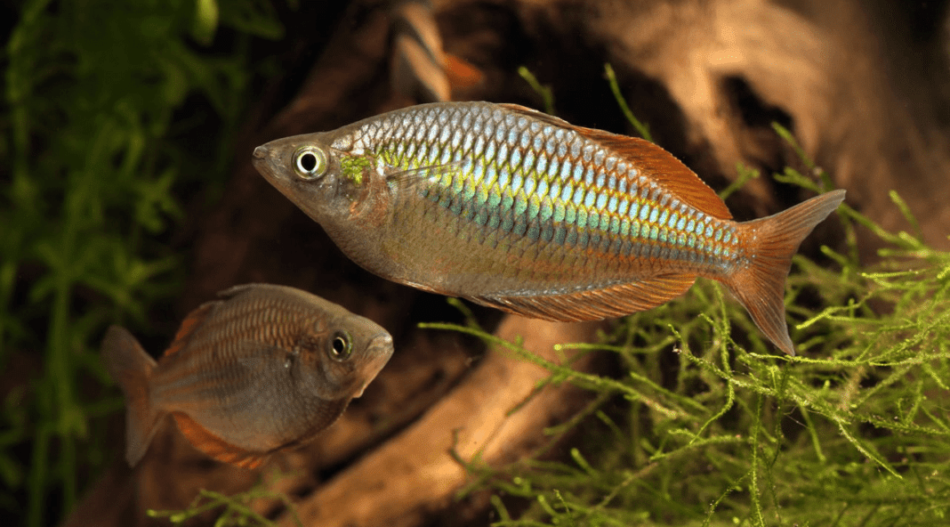 Fiche du poisson Melanotaenia praecox (Néon Arc-en-ciel) - Aquablog