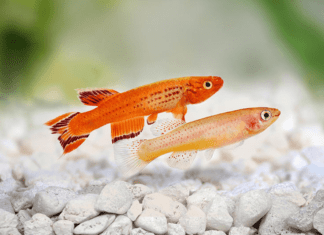 poissons killies