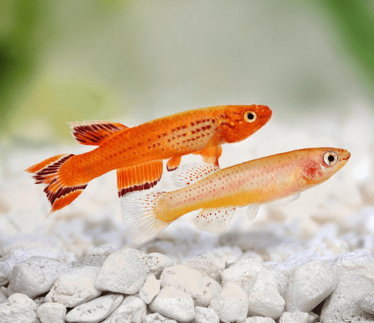 poissons killies