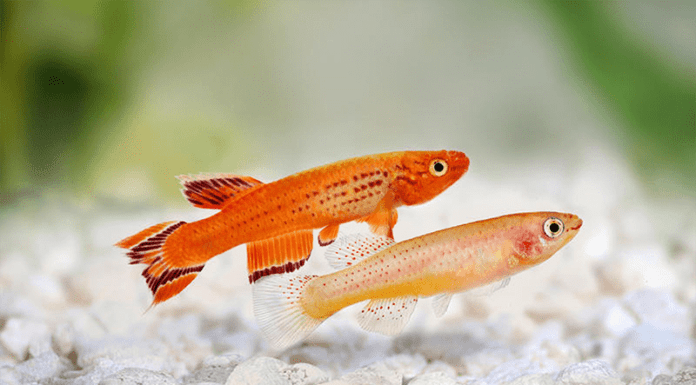 poissons killies