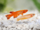 L’élevage des killies – Tous les paramètres pour réussir poissons killies