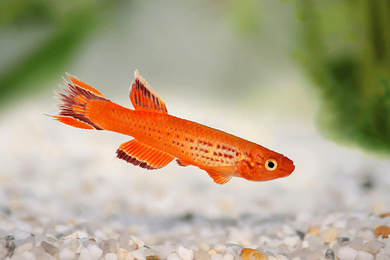 poissons killies