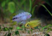 Apistogramma borellii