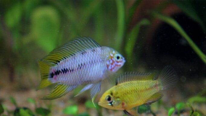 Apistogramma borellii