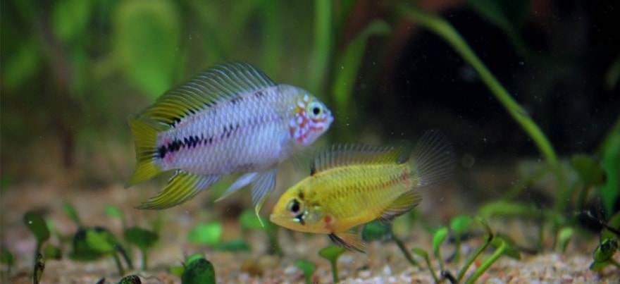 Apistogramma borellii reproduction