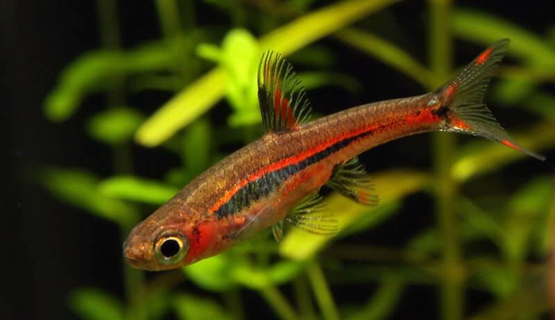 Boraras brigittae 3