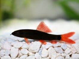 Epalzeorhynchos bicolor
