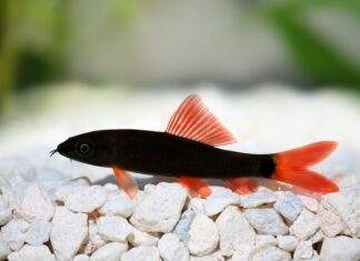 Epalzeorhynchos bicolor