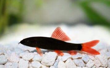 Fiche du poisson Epalzeorhynchos bicolor (Labéo bicolor) Epalzeorhynchos bicolor