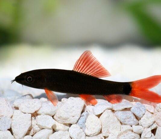 Epalzeorhynchos bicolor