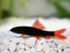 Fiche du poisson Epalzeorhynchos bicolor (Labéo bicolor) Epalzeorhynchos bicolor