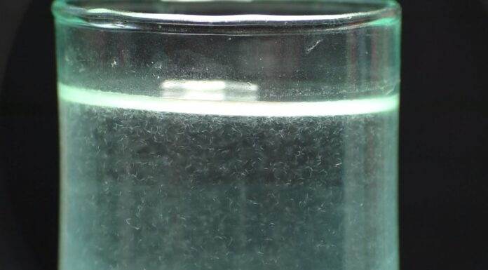 Les anguillule du vinaigre (2)