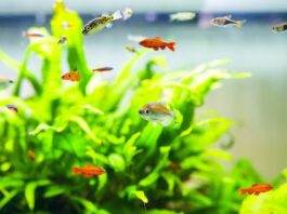 L'importance d'éclairage et des plantes pour l'aquarium