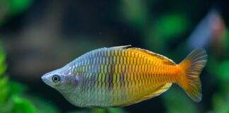 Melanotaenia boesemani (4)
