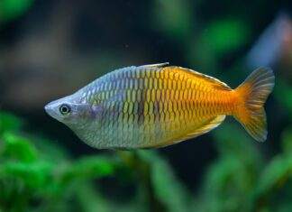 Fiche du poisson Melanotaenia boesemani (Arc en ciel de Boeseman) Melanotaenia boesemani (4)