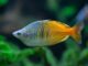 Fiche du poisson Melanotaenia boesemani (Arc en ciel de Boeseman) Melanotaenia boesemani (4)