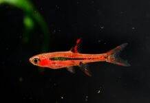 Rasbora orné 3